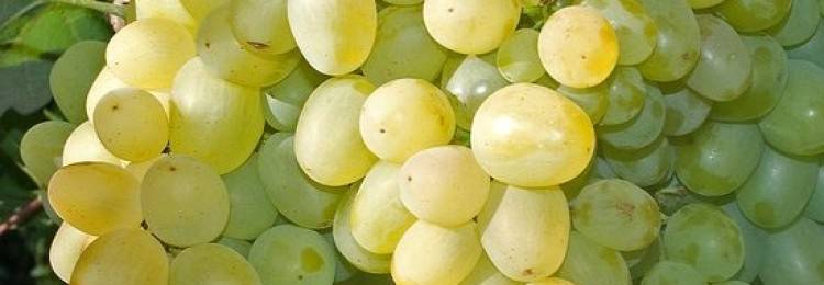 Описание сорта винограда супер экстра, особенности выращивания и ухода