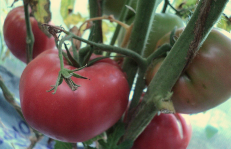 Сорт томата «арбузный»: описание, характеристика, посев на рассаду, подкормка, урожайность, фото, видео и самые распространенные болезни томатов