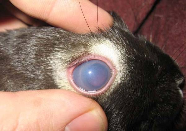 Заболевание глаз у кроликов