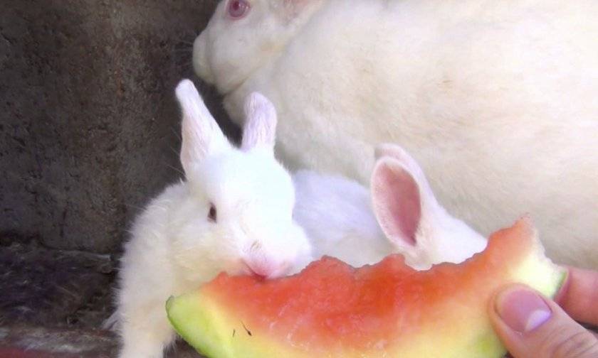 Можно ли кроликам давать кабачки