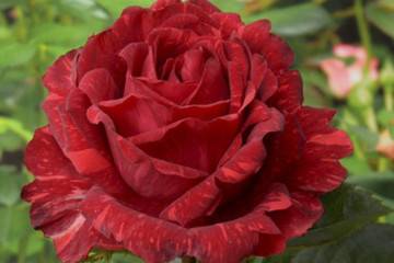 Популярная роза флорибунда – никколо паганини: посадка и уход, размножение и отзывы