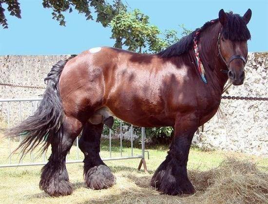 Топ 10 самых больших лошадей в мире