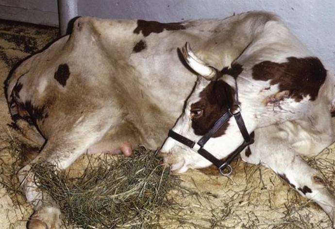 Как лечить оспу у коровы на вымени