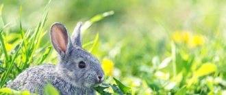 Ампролиум: инструкция по применению препарата для лечения домашней птицы и кроликов