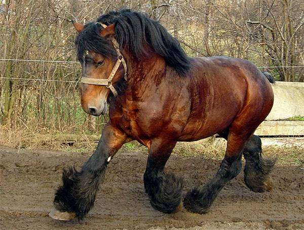 Породы лошадей: виды, фотографии, описание породистых коней