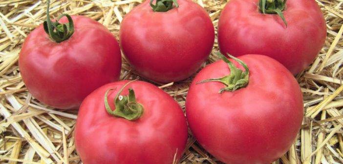 Выращивание с описанием и характеристиками сорта томата Тарпан