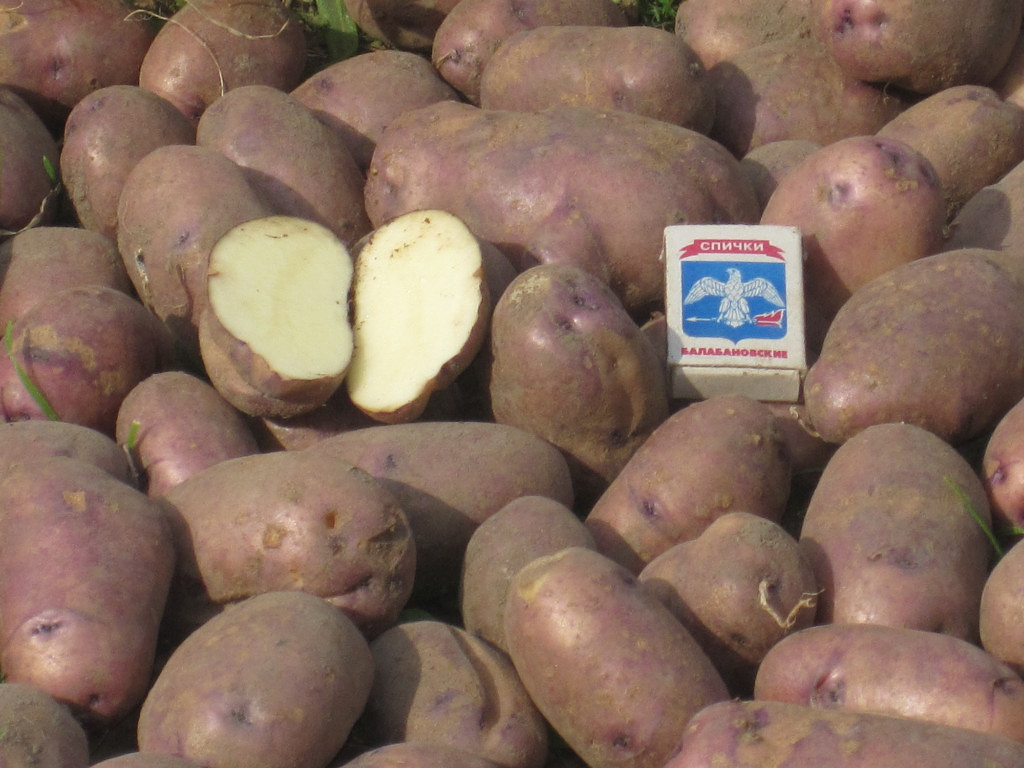 Картофель коломбо: описание и характеристика сорта, мнение садоводов с фото