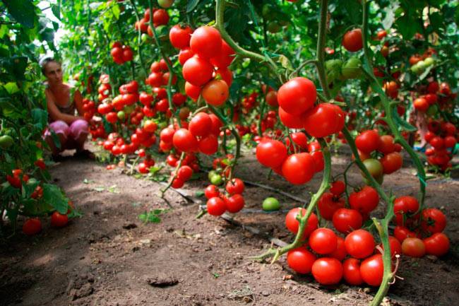 Выращивание томатов по китайской технологии: в чем суть, особенности и преимущества метода