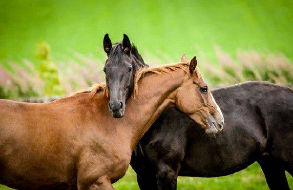 Инфекционная анемия лошадей: причины, симптомы и лечение, профилактика