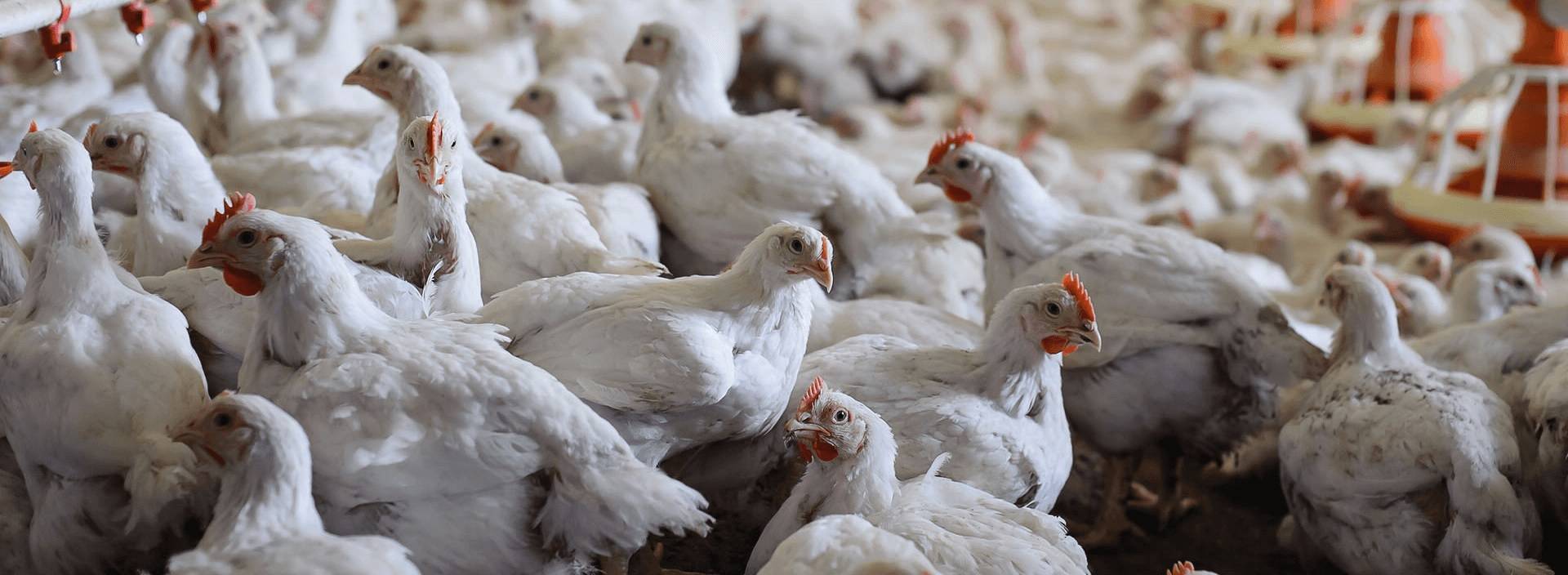 Cодержание и разведение цыплят бройлеров на приусадебном участке и в домашних условиях