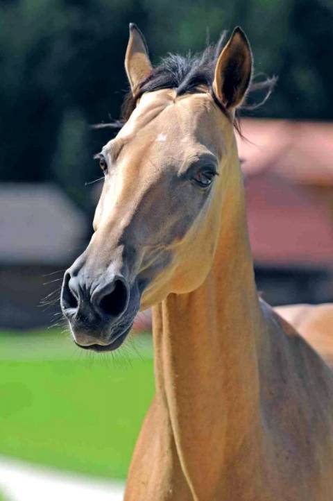 Буденновская порода лошадей — характер и характеристики