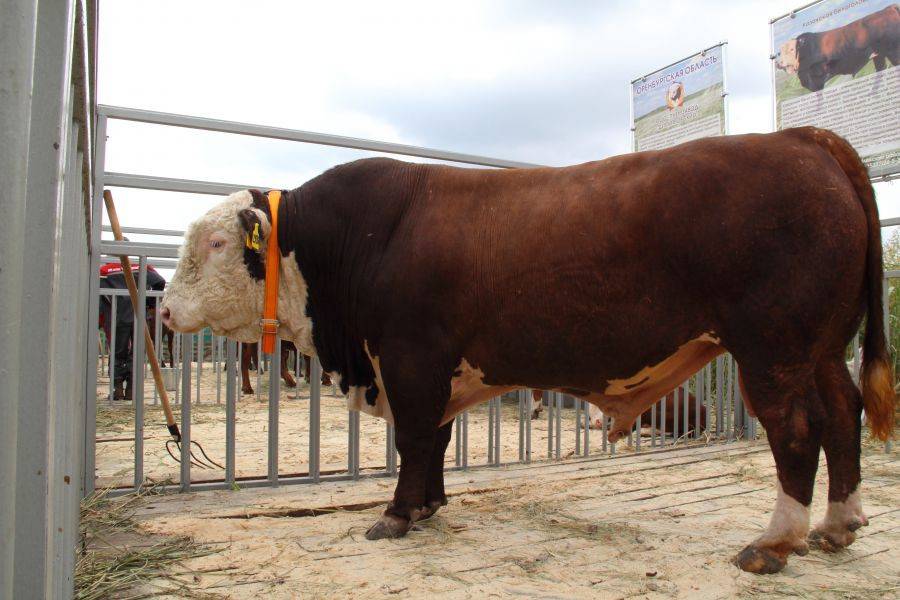 Мясные коровы: список самых популярных пород, основные характеристики