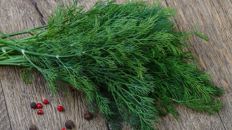 Секреты заготовки укропа на зиму: как правильно сушить пряную траву в домашних условиях?