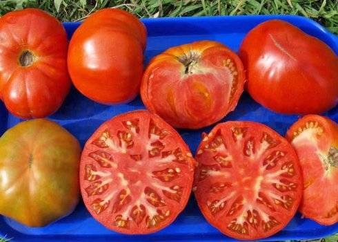Сорт помидоров «кумир»: отзывы, описание, характеристика, урожайность, фото и видео