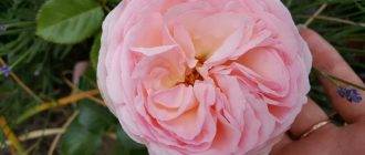 Плетистые розы: посадка и уход, правила выращивания в открытом грунте