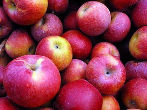 Описание и характеристики яблок сорта Макинтош, особенности посадки и ухода