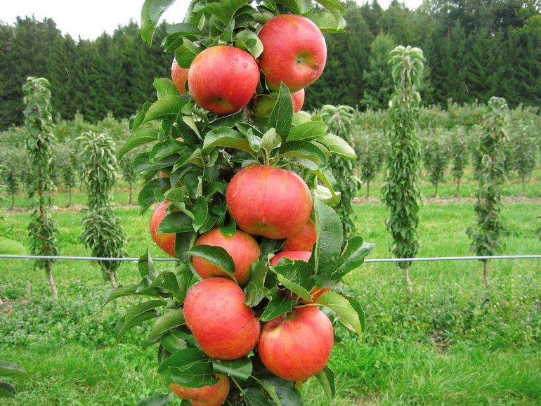 Описание сорта яблони чудное, отзывы и правила выращивания сорта