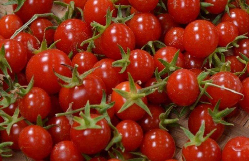 Гибрид томата «киш миш оранжевый f1»: фото, видео, отзывы, описание, характеристика, урожайность