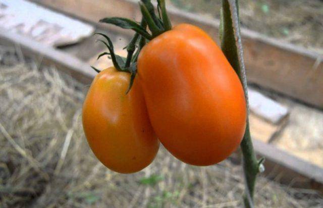Мелкоплодные сорта томатов для открытого грунта и теплиц