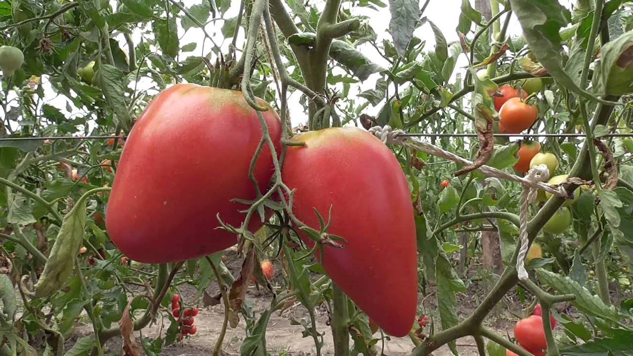 Характеристика и описание сорта томата сибирское чудо, его урожайность