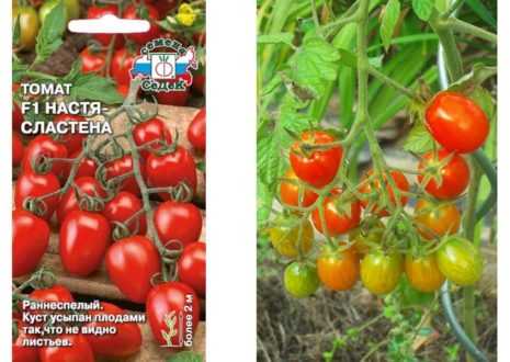 Описание сорта томата орлиный клюв его характеристика и урожайность