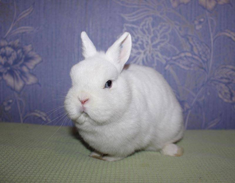 Рассмотрим основные характеристики кроликов породы советская шиншилла