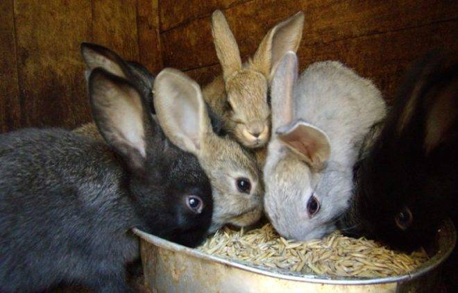 Как кормить кроликов комбикормом