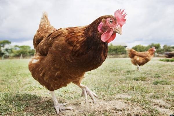 Чем кормить куриц несушек в домашних условиях, чтобы неслись?