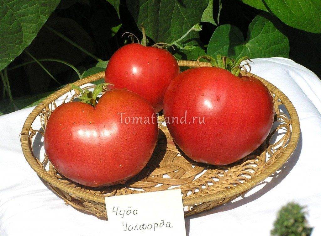 Описание сорта помидора воевода, его выращивание и уход