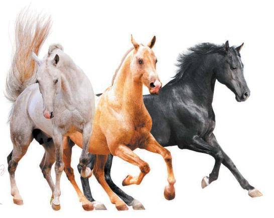 Масти лошадей: какие бывают и названия окрасов, список расцветок
