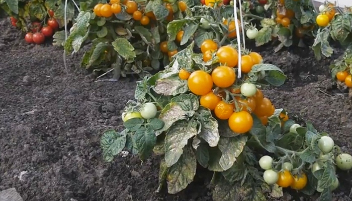 Сорт томата «ледник f1»: описание, характеристика, посев на рассаду, подкормка, урожайность, фото, видео и самые распространенные болезни томатов