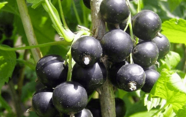 15 самых лучших сортов черной смородины, описание, фото
