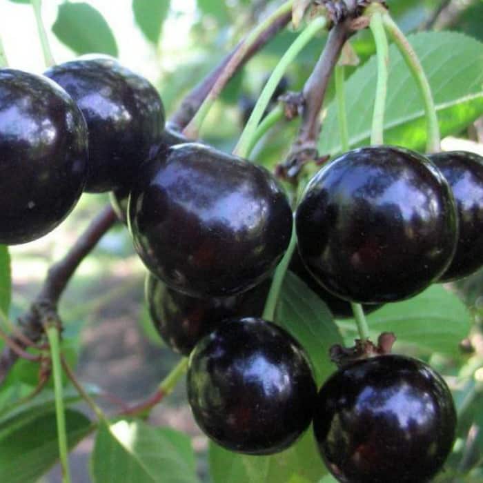 Крупноплодная вишня с превосходным вкусом — сорт черная крупная