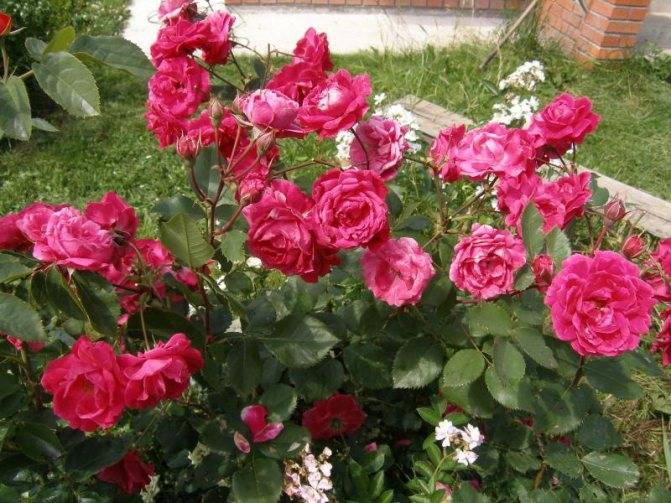 Что посадить рядом с розами? правила выращивания цветов