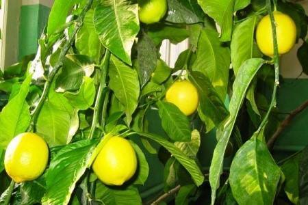 Меры борьбы с вредителями и болезнями, поражающими листья домашнего лимона