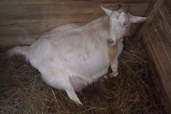 Как определить беременность у козы в домашних условиях