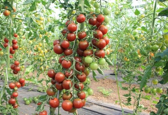Характеристика и описание сорта томата Спасская башня, его урожайность