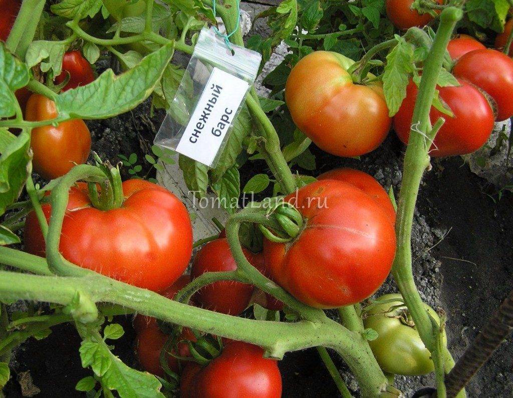 Характеристика сорта томата Снежный барс, его урожайность