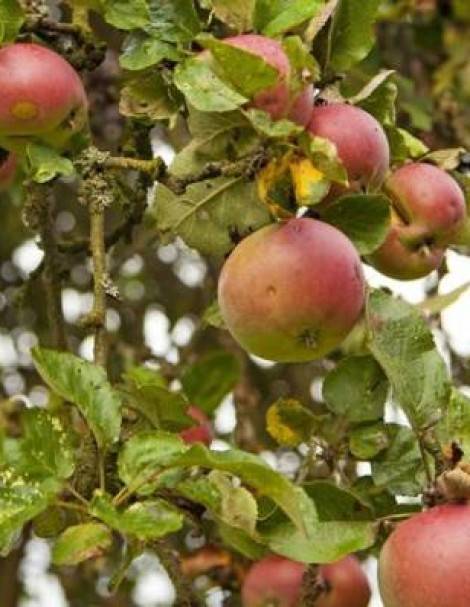 Описание сорта яблонь сеянец титовки, история селекции и оценка плодов
