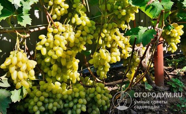 Один из самых продаваемых сортов винограда — «аркадия»