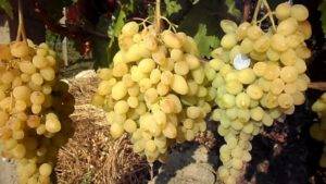 Высокоурожайный гибрид винограда юбилей херсонского дачника