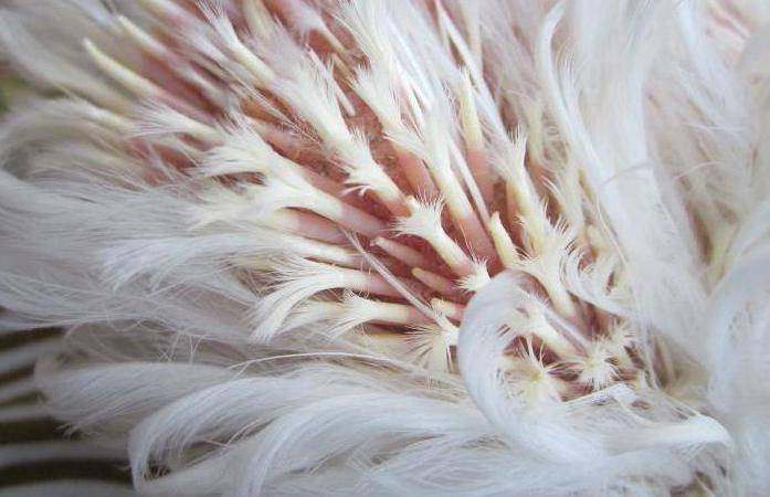 Заболевание алопеция или почему лысеют куры?