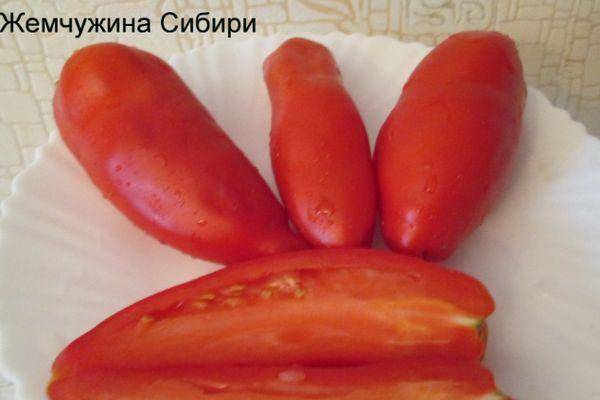 Сорт томатов сибирской селекции, дающий отличный урожай в теплице — «жемчужина сибири»