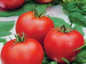 Описание сорта томатов сахалин