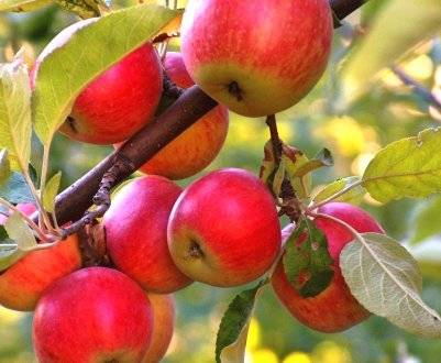 Характеристики и описание сорта яблони юнга (белоснежка), отзывы садоводов