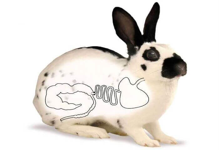 Вздутие живота у кроликов: возможные причины и способы лечения