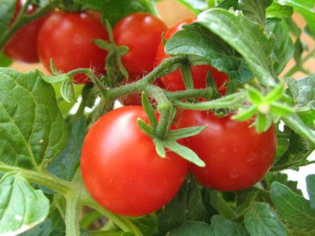 Томат серебристая ель: характеристика и описание сорта томатов
