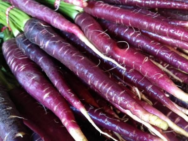 Что такое фиолетовая морковь и ее сорта?