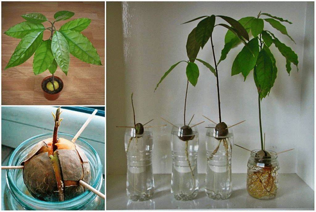 Как вырастить дома дерево авокадо: комнатное авокадо из косточки