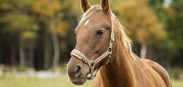 Необходимые прививки для лошади